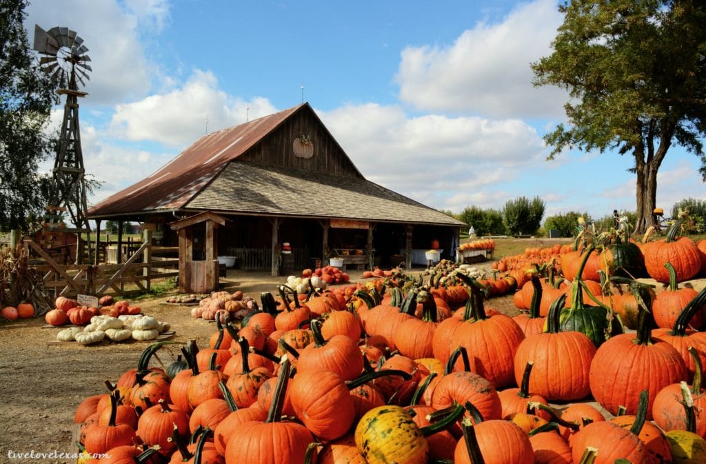 5 Best Pumpkin Patches in Texas You Have to Visit this Fall