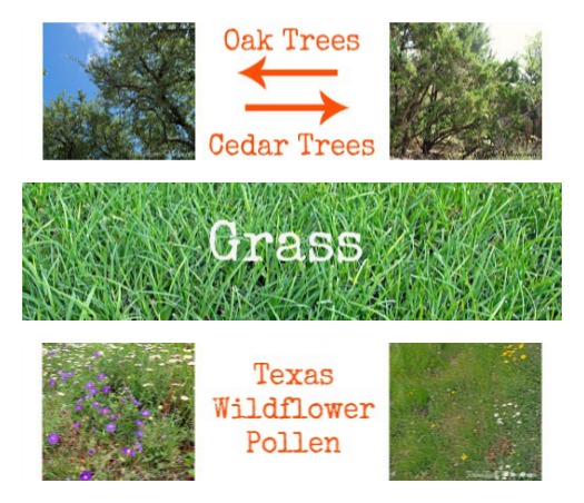 Texas Hill Country Allergen Collage