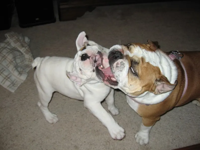 English Bulldogs Playing #shop