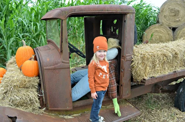 Cakes at Pumpkin Patch 
