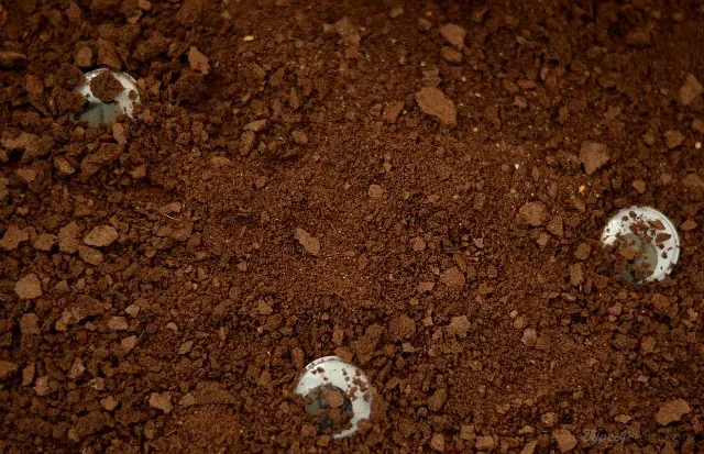 Graham Cracker Dirt and Eyeballs 