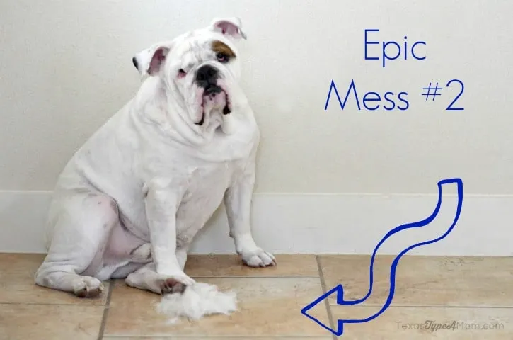 Dog Hair Epic Mess 2 #EurekaPower #ad