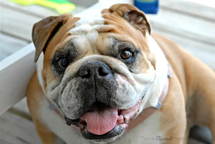 Pet Friendly Vacation Rentals