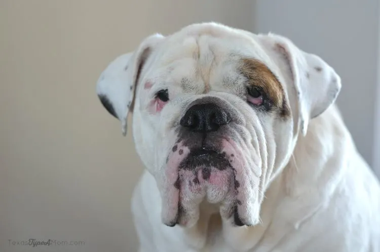 Dude Purina Grain Free #PetsLoveBeyond #ad