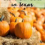 Fall is here! Head out and have some family fun at the 5 Best Pumpkin Patches in Texas! #pumpkinpatches #pumpkins #pumpkinpatch #pumpkinstexas #texaspumpkins #texasfall #fallintexas #fall #halloween #texas #texastravel #texasliving #fallbucketlist