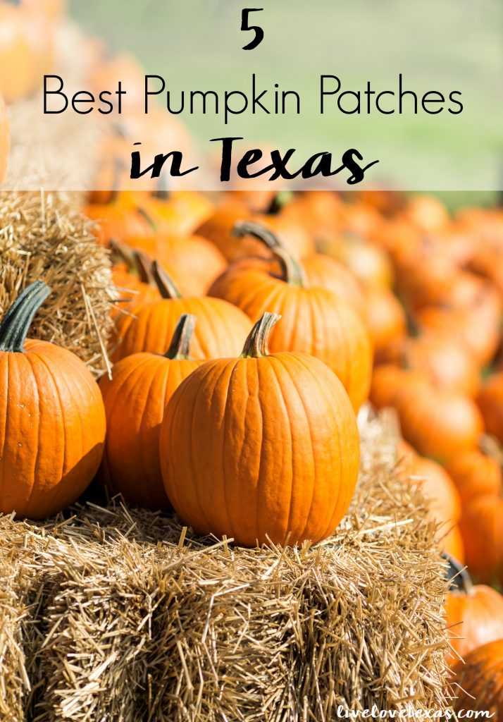 Fall is here! Head out and have some family fun at the 5 Best Pumpkin Patches in Texas! #pumpkinpatches #pumpkins #pumpkinpatch #pumpkinstexas #texaspumpkins #texasfall #fallintexas #fall #halloween #texas #texastravel #texasliving #fallbucketlist