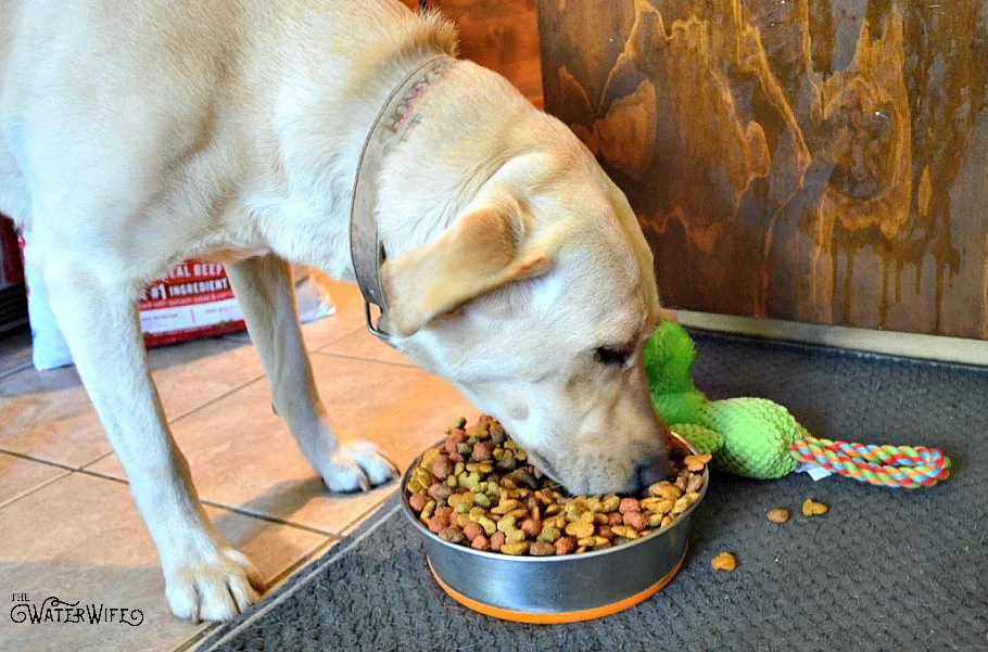 Everything you need to know to bring home your new puppy including smart training tips, sleeping advice and how to get all that puppy energy out. A must read for all new puppy owners!