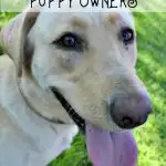 Tips for new puppy owners.