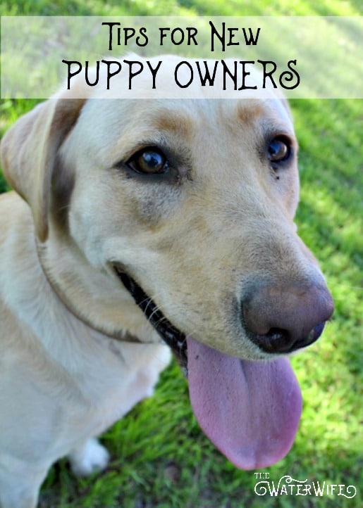 Everything you need to know to bring home your new puppy including smart training tips, sleeping advice and how to get all that puppy energy out. A must read for all new puppy owners!