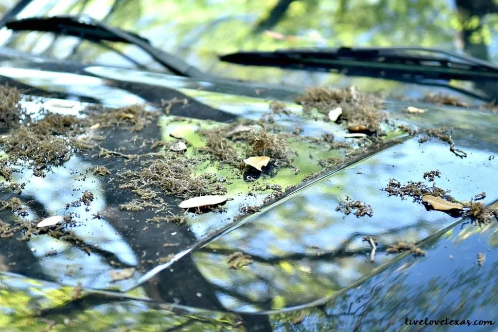 Spring cleaning is in full swing around here. But why stop at your house? Learn How to Detail Clean Your Car in 5 Easy Steps and get it ready for the warm months ahead! 