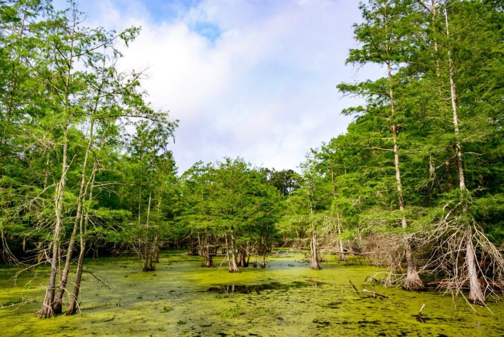 Big Thicket National Preserve. Everything's bigger in Texas...even the camping. Discover the best hidden gems in Texas in the 5 MUST VISIT camping spots in Texas! 