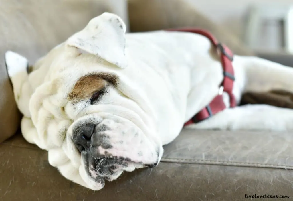 You never really know how to parent until you get to that stage. Take advice from someone that's in the thick of it and learn how to care for a senior dog!