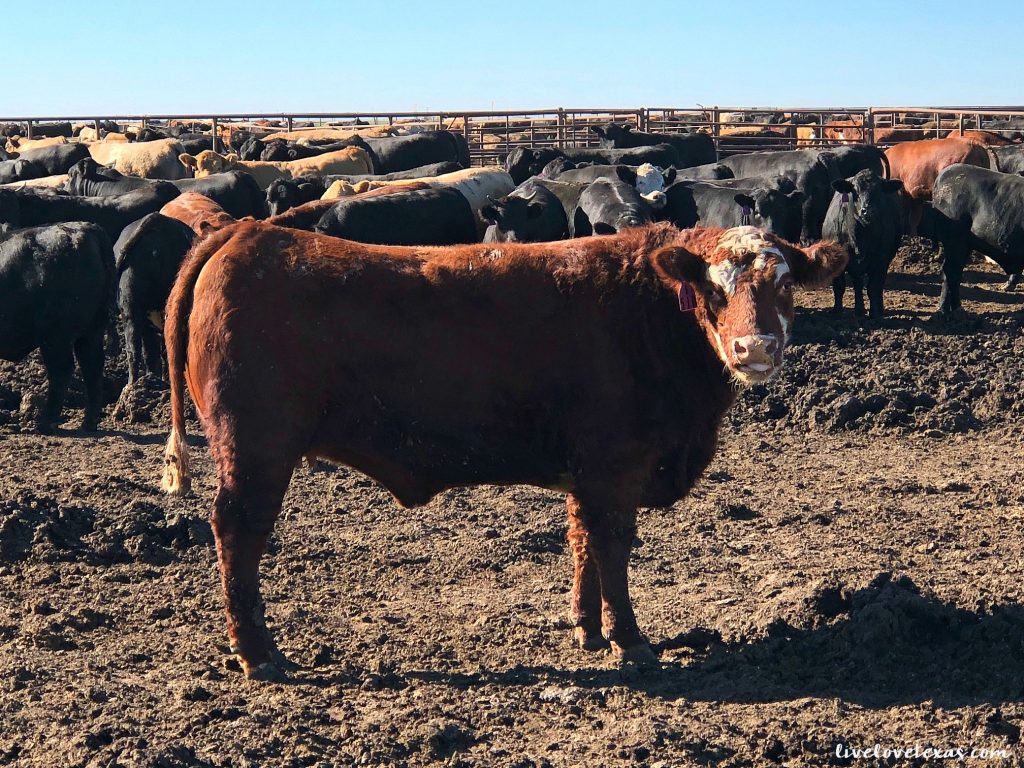 We only want to put the best things in our bodies and to feed the best things to our kids. Learn what's in your beef on this journey from feed lot to fork!