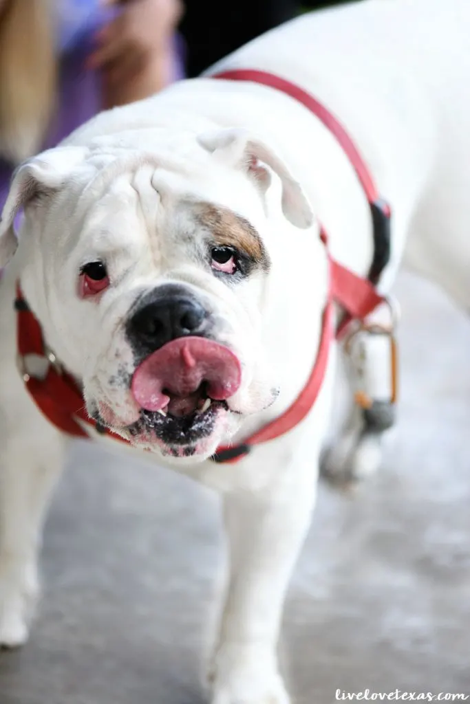 As you set off on your goals for the new year, take a cue from the dogs and learn how to live in the judgement free zone in 2018!