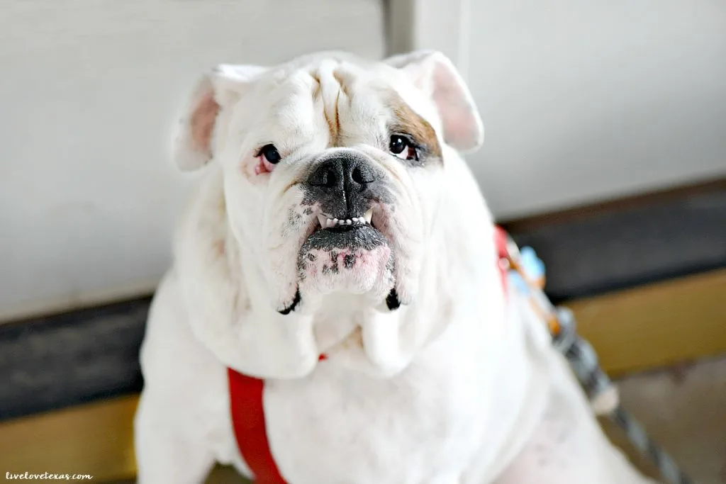 As you set off on your goals for the new year, take a cue from the dogs and learn how to live in the judgement free zone in 2018!