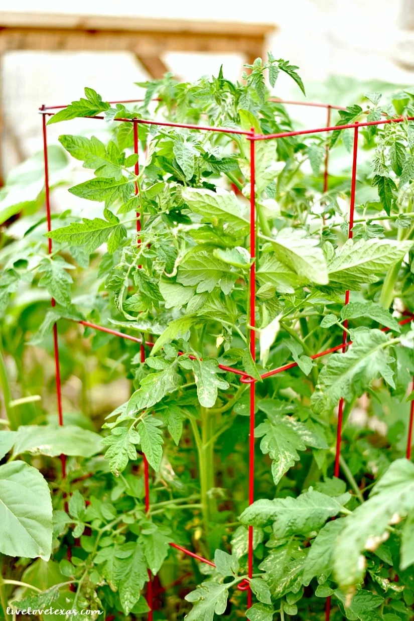 Ditch the store-bought salsa and make your own with this Easy Homemade Salsa Recipe with Fresh Tomatoes & Peppers. It's fast and simple to make to make and tastes great as a topping or with chips!