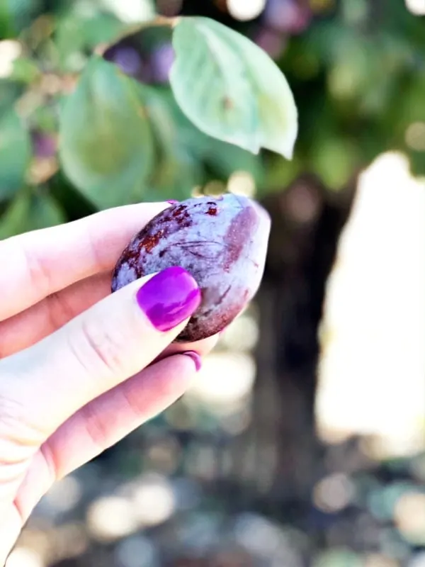 This easy Butternut Squash Crostini recipe is such great appetizer for fall entertaining. It's the perfect Thanksgiving appetizer recipe or could be served on larger slices of bread for a full side. Guests will never believe that this recipe has just four simple ingredients but tastes amazing.