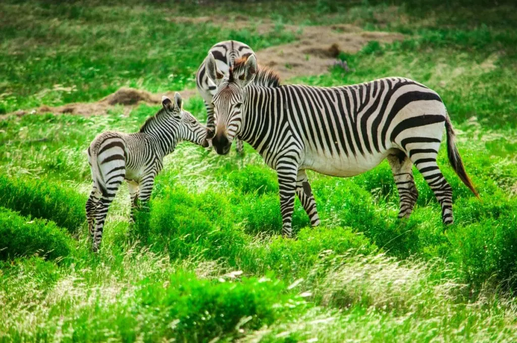 Fossil Rim Texas Zebras