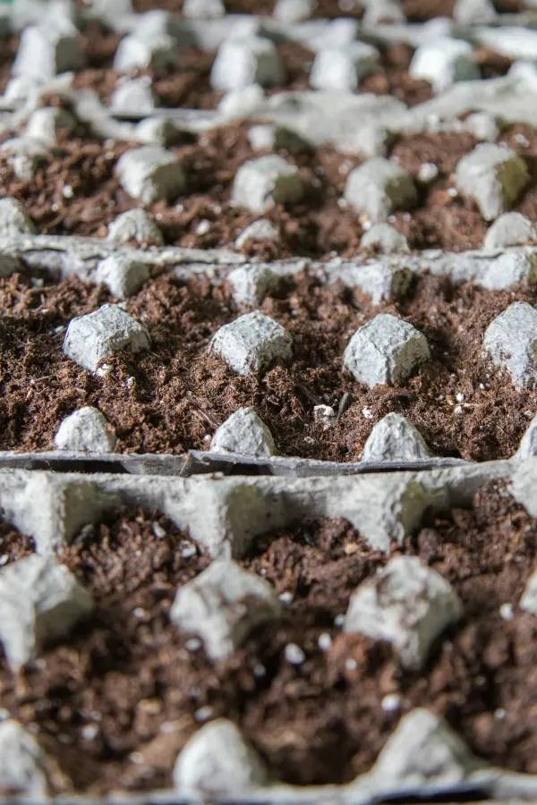 Egg Cartons as Seed Starter for Seelings