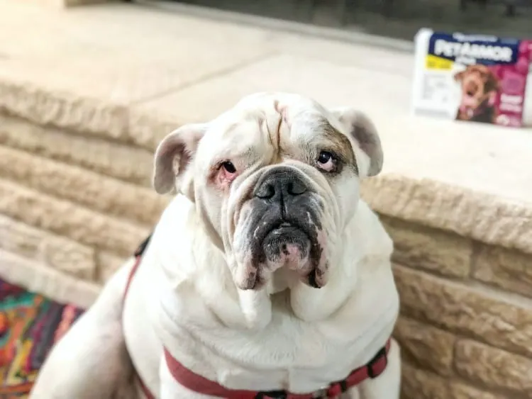 Dog with flea medication on shelf behind him