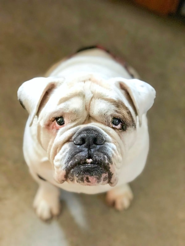 English Bulldog sitting in kitchen