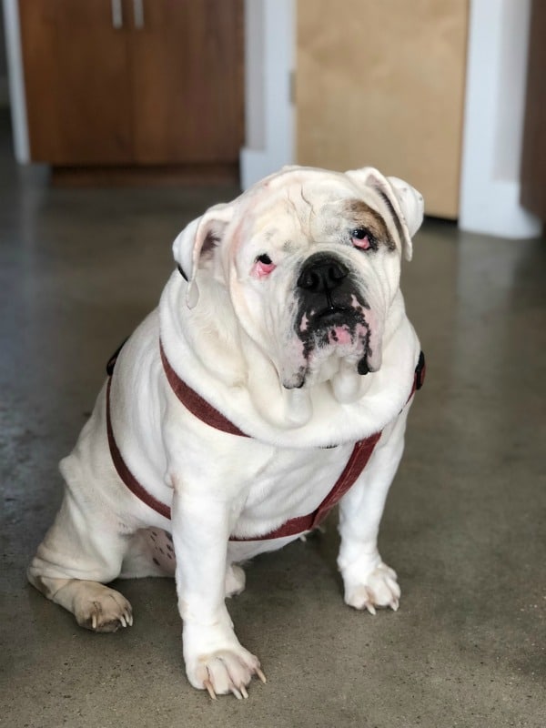 English bulldog sitting in kitchen with red harness