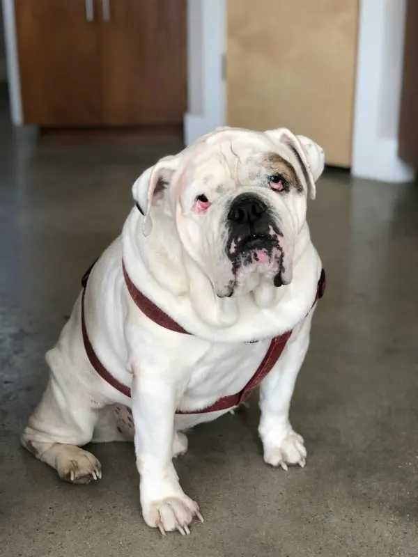 English bulldog sitting in kitchen with red harness