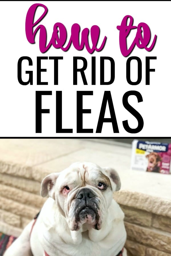How to get rid of fleas in dogs