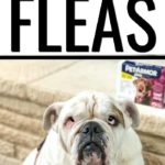 How to get rid of fleas in dogs with English Bulldog sitting in front of fireplace