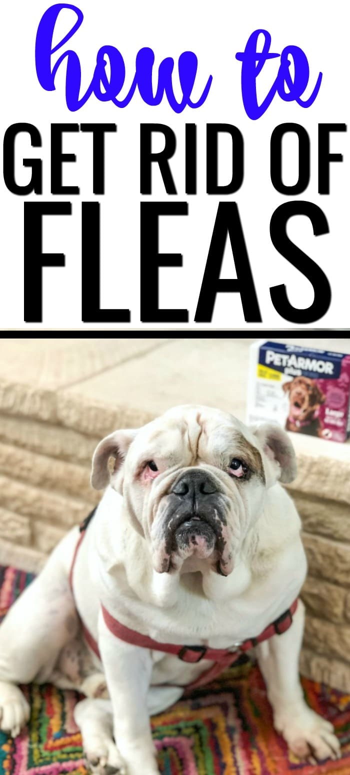 HOW TO GET RID OF FLEAS ON PUPPY