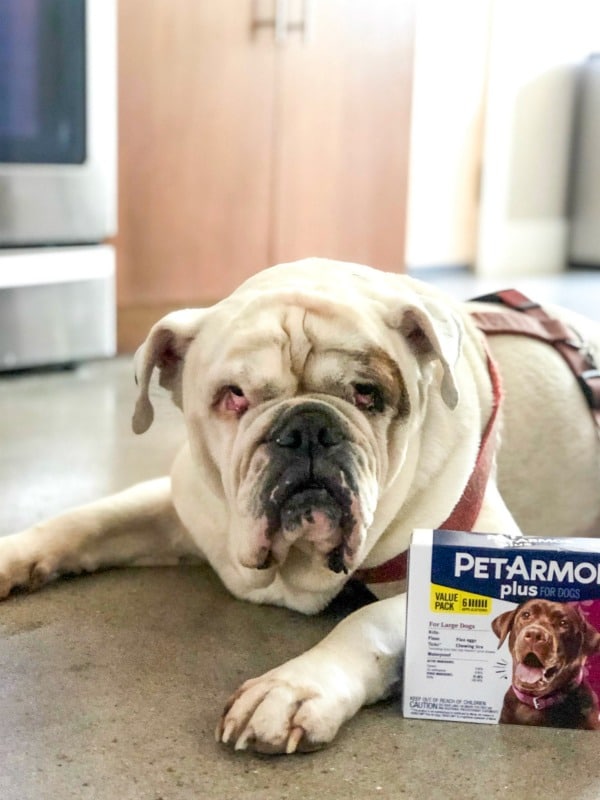 English Bulldog in kitchen laying with flea prevention medication