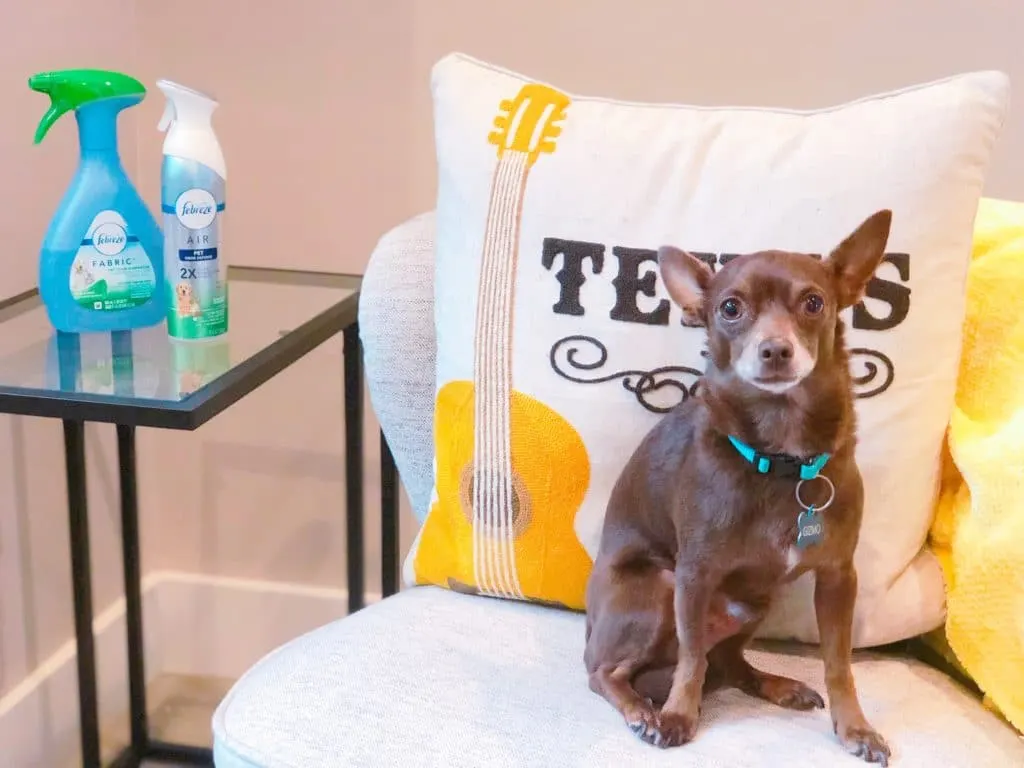 Chihuahua sitting in chair with Febreze in background to get rid of dog smells