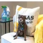 Did you know May is National Pet Month? To show some pet appreciation, I'm going to be sharing how to get rid of five common dog smells. Plus, why every dog owner needs our sponsor, Febreze, on hand to help! #DontSweatYourPet #ad