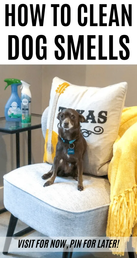 Did you know May is National Pet Month? To show some pet appreciation, I'm going to be sharing how to get rid of five common dog smells. Plus, why every dog owner needs our sponsor, Febreze, on hand to help! #DontSweatYourPet #ad