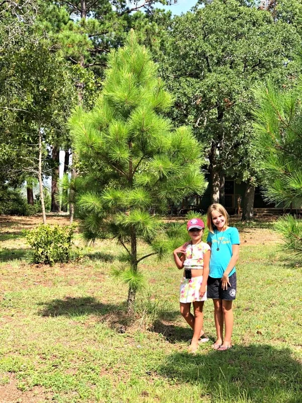 Bastrop State Park Pine Saplings