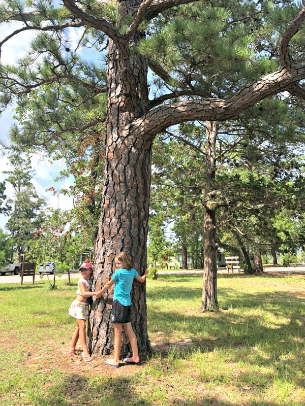 Hugging a pine tree during the Junior Ranger Scavenger Hunt at Bastrop State Park