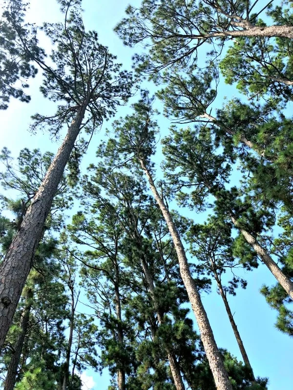 Lost Pines Forest in Bastrop State Park