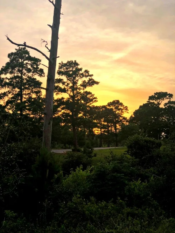 Sunset at Bastrop State Park