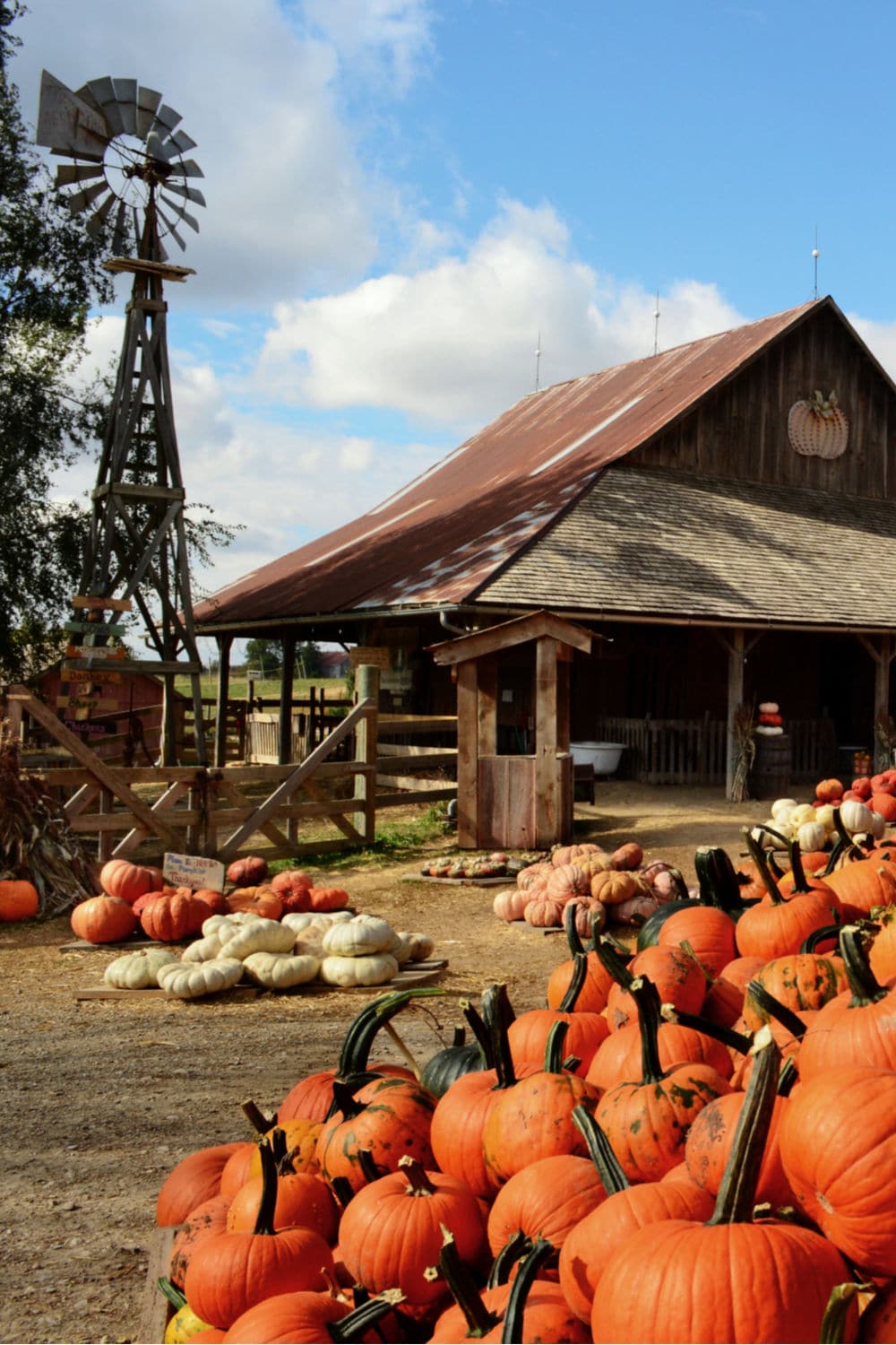 5 Best Pumpkin Patches in Texas You Have to Visit this Fall