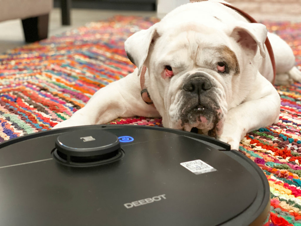 White English Bulldog in front of robotic vacuum on colorful rug for smart home cleaning.