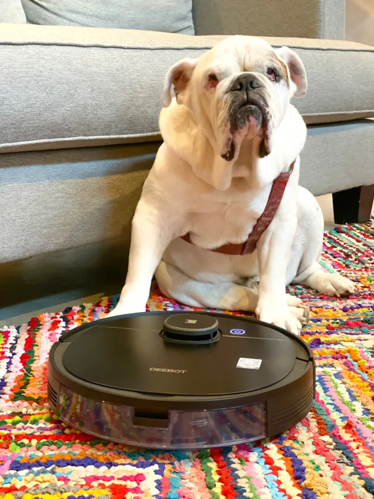 English Bulldog on colorful rug behind robotic vacuum.