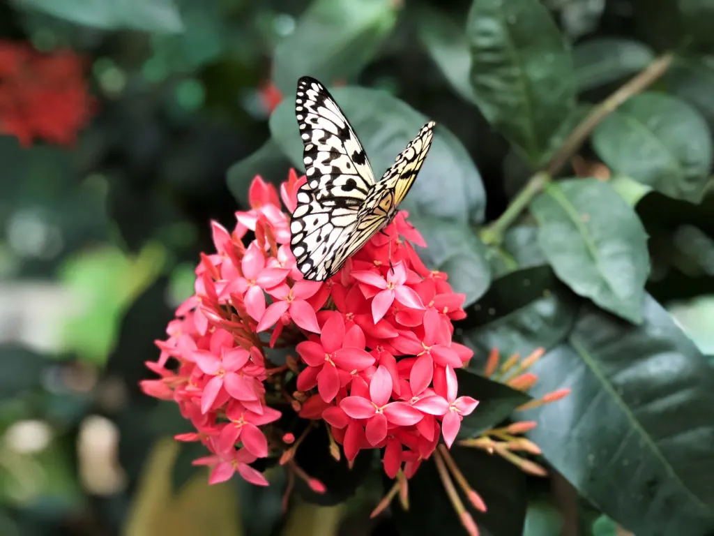 White butterfly on flower at the Pacific Science Center Butterfly Garden