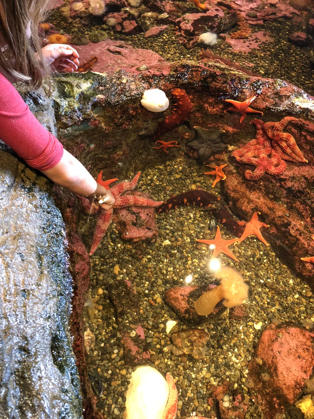 Girl petting starfish at the Seattle Aquarium