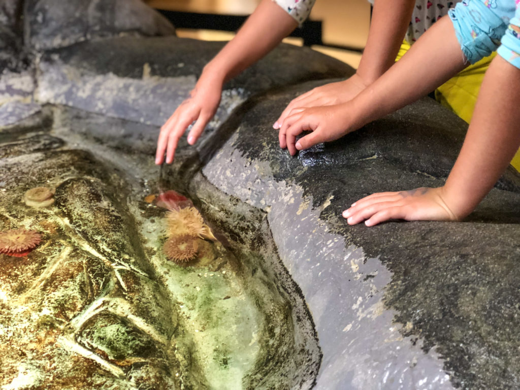Girls petting starfishes at the tide pool exhibit at the Pacific Science Center
