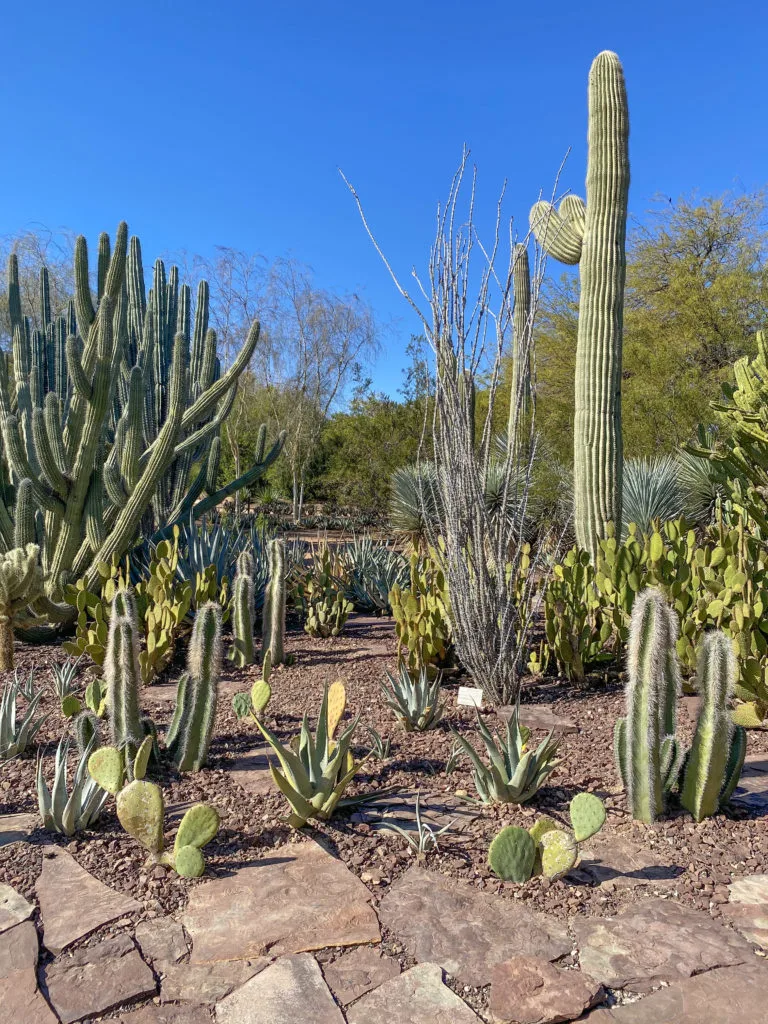 Cacti at Desert Botanical Garden Phoenix